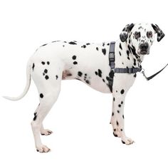 a dalmatian dog is standing with its leash tied to it's neck