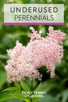 pink flowers with text overlay that reads, how to grow and care for underused perennials