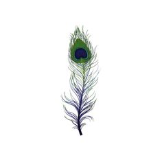 a blue and green peacock feather on a white background