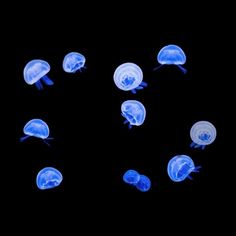 several blue jellyfish swimming in the dark water with their heads turned to look like they are looking at each other