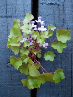 a plant with purple and white flowers growing out of it's leaves on a wooden fence