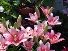 pink flowers are blooming in the garden