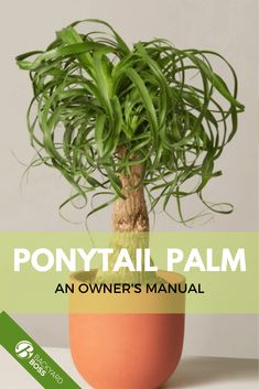 a potted plant sitting on top of a table next to the words ponytail tail palm an owner's manual