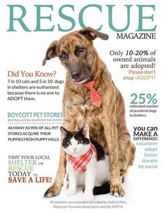 a dog and cat are sitting together on the cover of rescue magazine, which features information about animals