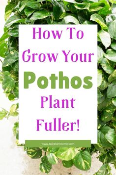 a potted plant with the words how to grow your potatoes plant fuller on it