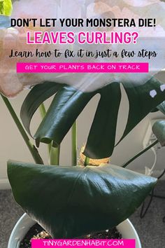 a potted plant with the words don't let your monstera die leaves curling? learn how to fix it just in two steps