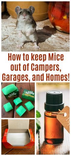 a collage of pictures with text that reads how to keep mice out of campers, garages, and homes