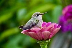 a hummingbird sitting on top of a pink flower