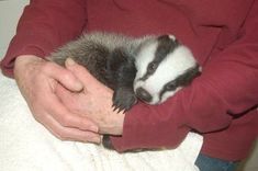 a person holding a ferret in their arms while wearing a red sweater and blue jeans