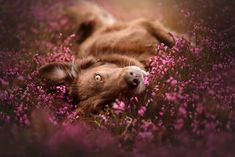 a brown dog laying on its back in a field of purple flowers with it's eyes open