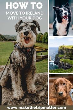 a collage of pictures with the words how to move to ireland with your dog