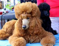 two poodles sitting next to each other on a table