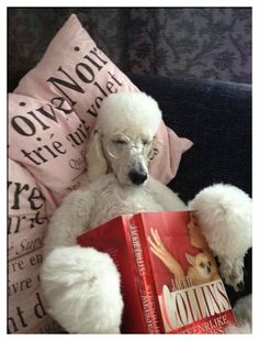 a white poodle sitting on top of a couch next to a pillow and book