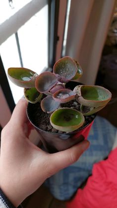 a person holding up a potted plant in their hand