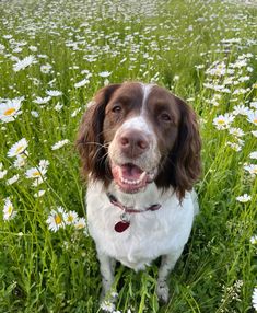 a brown and white dog sitting on top of a grass covered field filled with flowers