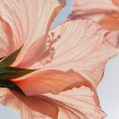 a pink flower with green leaves on it