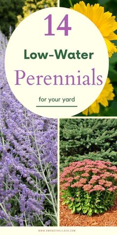 Backyard Flower Garden Ideas Creative, Flowers For Driveway Border, Perennials Zone 6 Flower, Zone 6 Perennials Landscaping, Outdoor Drought Tolerant Landscaping, Hillside Perennial Garden, Low Water Perennials, Drought Tolerant Garden Ideas, Garden Ideas Texas