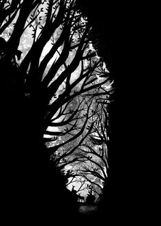 black and white photograph of trees in the dark