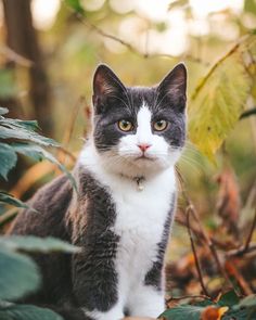 a gray and white cat sitting on top of a leaf covered ground next to trees