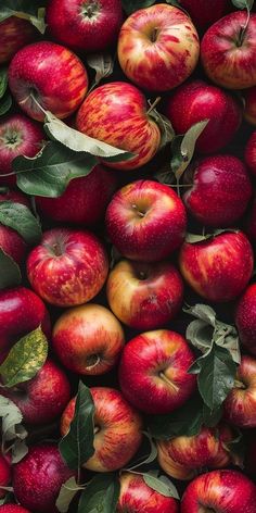 many red apples with green leaves on them