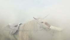 a man is petting a white horse in the fog