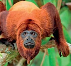 an orange monkey laying on top of a tree branch with its head down and eyes wide open