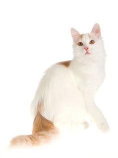 a white and brown cat sitting on top of a white floor next to a wall