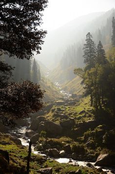 a stream running through a lush green forest filled with rocks and trees on a foggy day