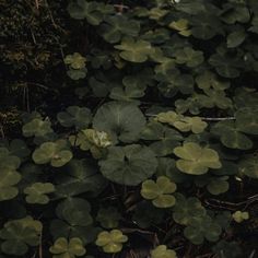 some green leaves are growing on the ground