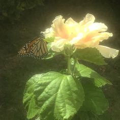 a butterfly sitting on top of a yellow flower next to a green leafy plant