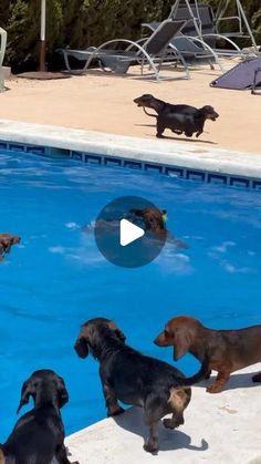 four dachshunds are playing in the pool with each other while another dog watches