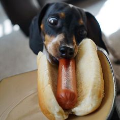 a black and brown dog with a long hotdog in its mouth on a plate