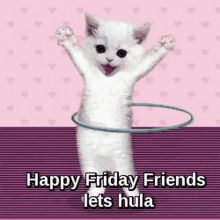 a white cat standing on its hind legs in a hula hoop with the caption happy friday friends let's hula