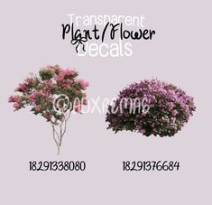 there are two different types of flowers on the same tree and one is purple with green leaves