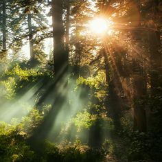 the sun is shining through the trees in the forest