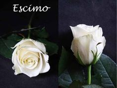 two white roses sitting next to each other with the words escamo on them