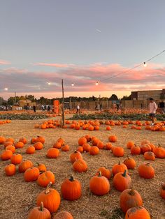 a field full of pumpkins sitting on top of dry grass