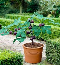 a potted plant with fruit on it in the middle of a garden filled with hedges