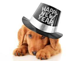 a dog wearing a new year's hat with the words happy new year written on it