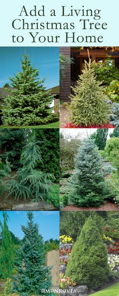 different types of trees and shrubs in the yard with text that reads, add a living christmas tree to your home