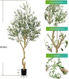 the different types of trees are shown in this diagram, and each tree has its own branch