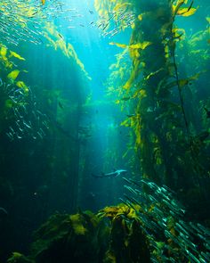 an underwater view of some very large fish in the water with sunlight streaming through it