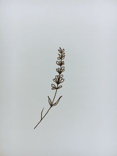 an image of a plant that is in the middle of the air with no leaves on it