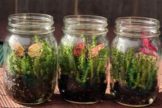 four glass jars filled with plants on top of a wooden table next to each other