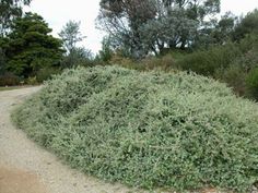 a bush is growing on the side of a dirt road