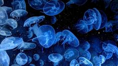 many jellyfish are swimming in the water