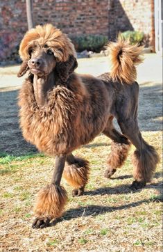 a brown poodle standing on top of grass next to a brick wall and building