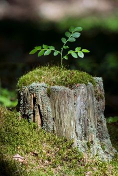 a tree stump with a small plant growing out of it