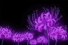 purple flowers are glowing in the dark on a black background, with long thin stems