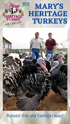 two men standing next to a bunch of turkeys in a field with the words mary's heritage turkeys raised the old fashion way